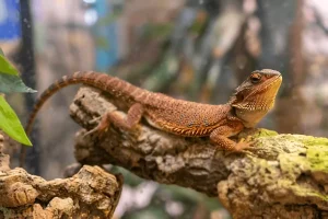 Bearded Dragon Lifespan 