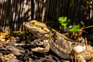 Bearded Dragon Lifespan 