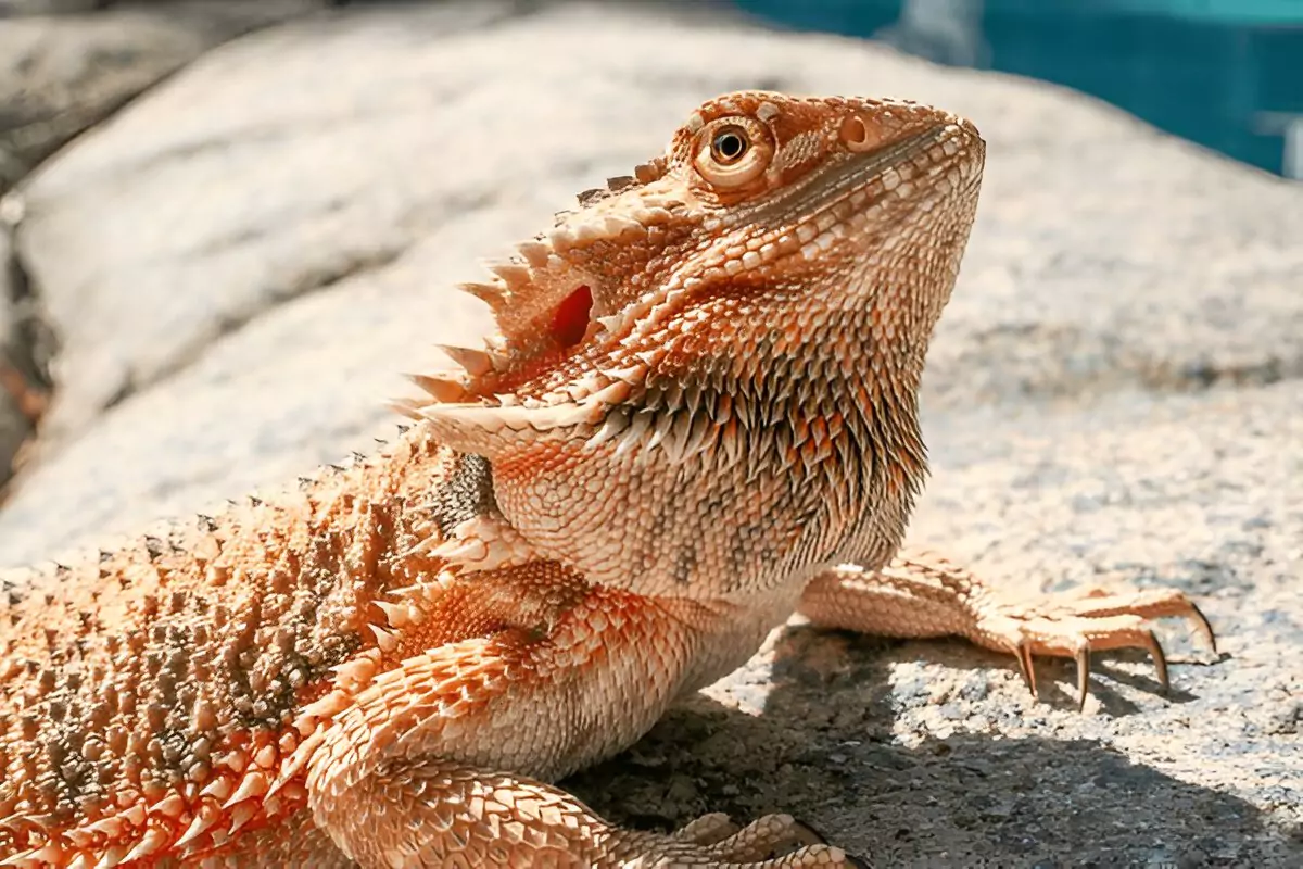 Bearded Dragon Lifespan